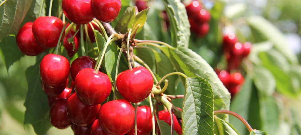 Herzliche Einladung zum Senioren Nachmittag am 6. Mai um 14:30 Uhr