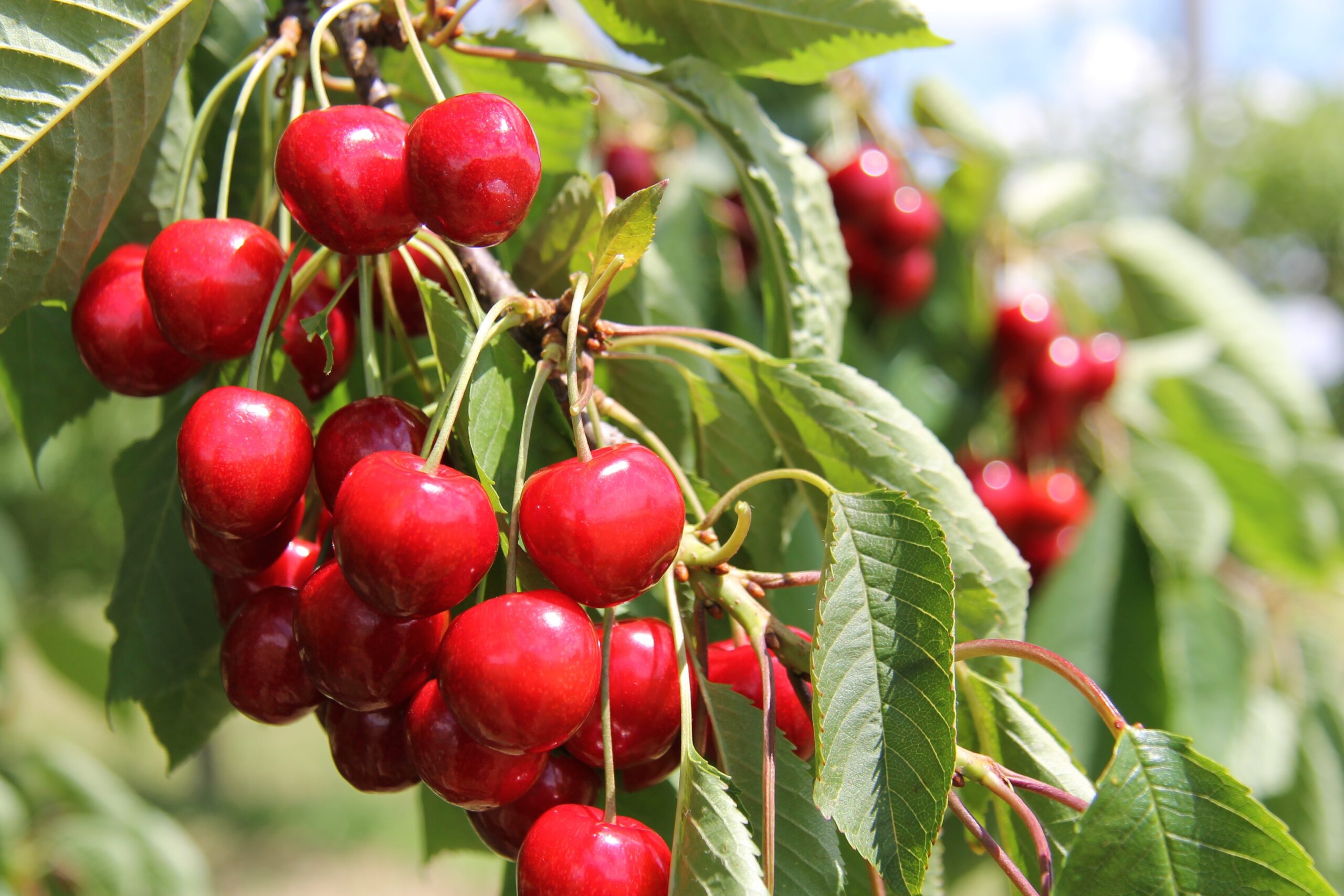 Herzliche Einladung zum Senioren Nachmittag am 6. Mai um 14:30 Uhr